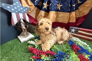 Hannah - Dachshund, Tweenie for sale