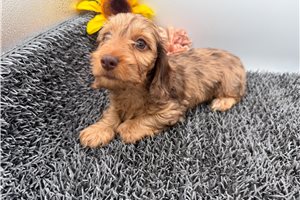 Hannah - Dachshund, Tweenie for sale