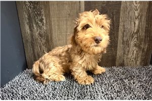 Hannah - Dachshund, Tweenie for sale