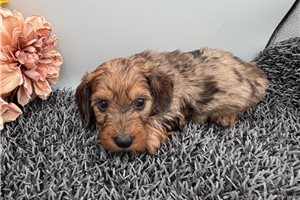 Huck - Dachshund for sale