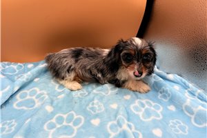 Gabby - puppy for sale