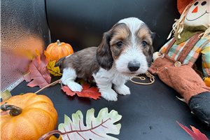 Flora - Wire Dachshund for sale
