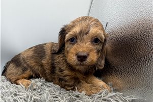 Fanny - puppy for sale