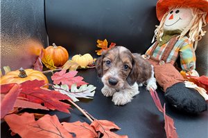 Flint - puppy for sale