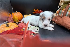 Felicity - Wire Dachshund for sale
