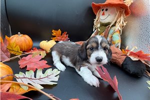 Fantasia - puppy for sale