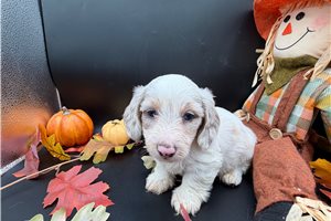 Flash - puppy for sale