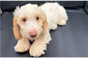 Ghost - puppy for sale