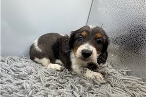 Flora - puppy for sale