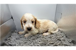 Frankie - puppy for sale