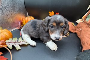 Finn - Wire Dachshund for sale