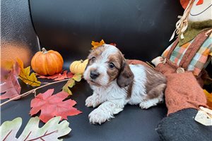 Faye - Wire Dachshund for sale