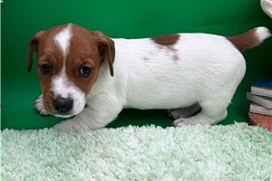 Foxy - puppy for sale