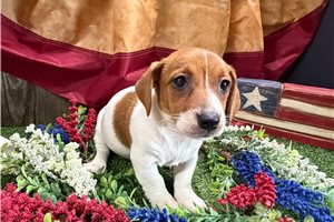 Flora - Jack Russell Terrier for sale