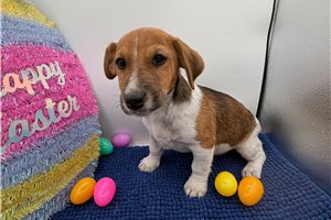Lonnie - Jack Russell Terrier for sale