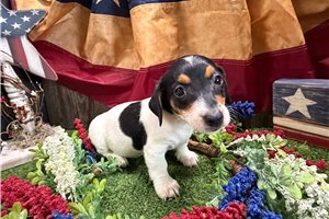 Fiona - Jack Russell Terrier for sale