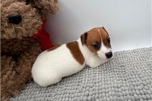 Fifi - Jack Russell Terrier for sale