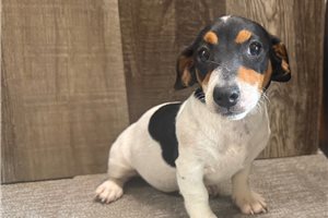 Fiona, a Jack Russell Terrier placed with a Pawrade family