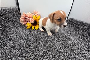 Dale - Jack Russell Terrier for sale