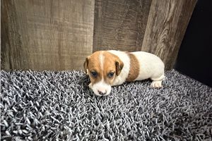Zella - Jack Russell Terrier for sale