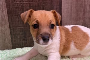 Larry - Jack Russell Terrier for sale