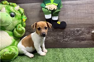 Lakyn - Jack Russell Terrier for sale