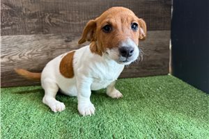 Flower - Jack Russell Terrier for sale