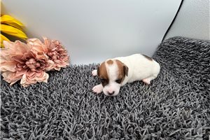 Freya - Jack Russell Terrier for sale