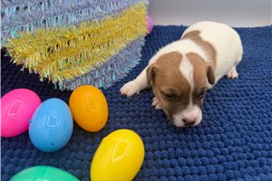 Dale - Jack Russell Terrier for sale