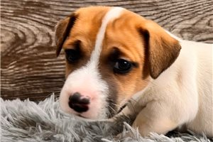 Enzo - Jack Russell Terrier for sale