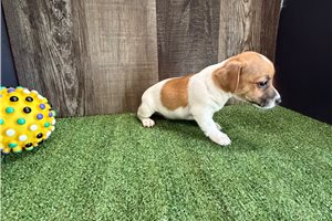 Dake - Jack Russell Terrier for sale