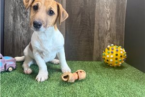 Larry - Jack Russell Terrier for sale