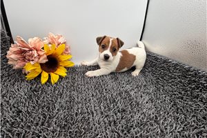 Damon - Jack Russell Terrier for sale