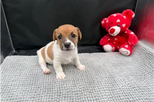 Lydia - puppy for sale