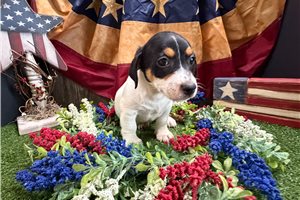 Finn - Jack Russell Terrier for sale