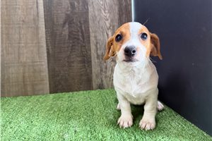 Freya - Jack Russell Terrier for sale