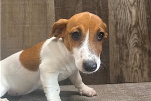 Fifi - Jack Russell Terrier for sale