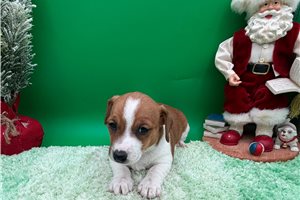 Flora - puppy for sale