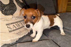 Fran - puppy for sale