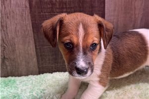 Lonnie - Jack Russell Terrier for sale