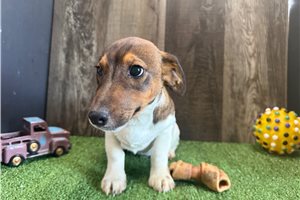 Lester - Jack Russell Terrier for sale