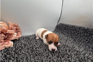 Fifi - Jack Russell Terrier for sale