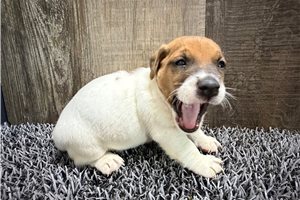 Zippy - Jack Russell Terrier for sale