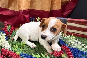 Freya - Jack Russell Terrier for sale