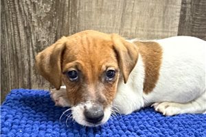 Zippy - Jack Russell Terrier for sale