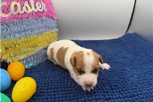 Doppy - puppy for sale