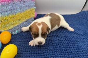 Damon - Jack Russell Terrier for sale