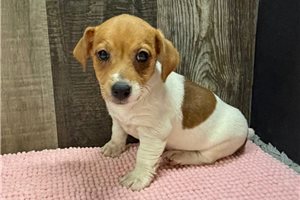 Zulu - Jack Russell Terrier for sale
