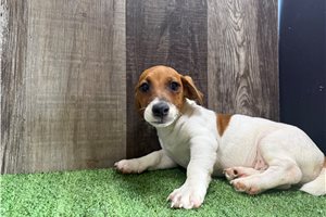 Zippy - Jack Russell Terrier for sale