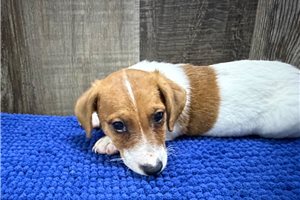 Zane - Jack Russell Terrier for sale